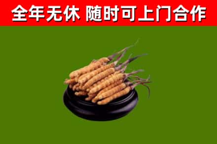 青田县烟酒回收冬虫夏草.jpg